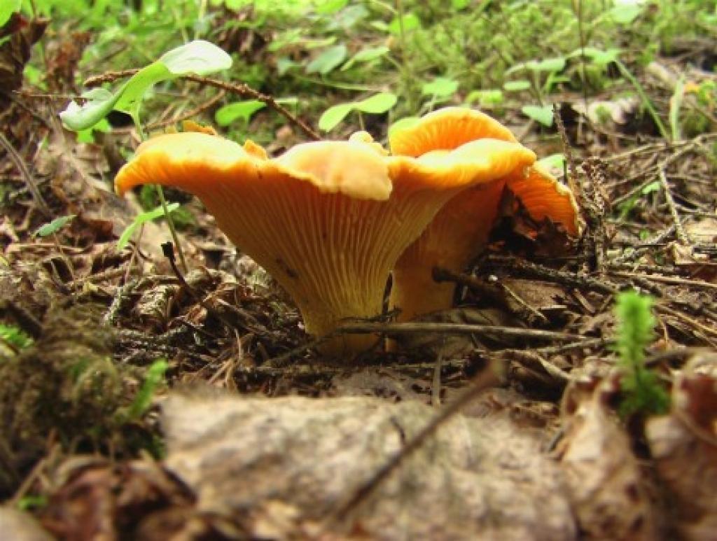 Kāds laiks varētu būt rudens pirmajā pusē?