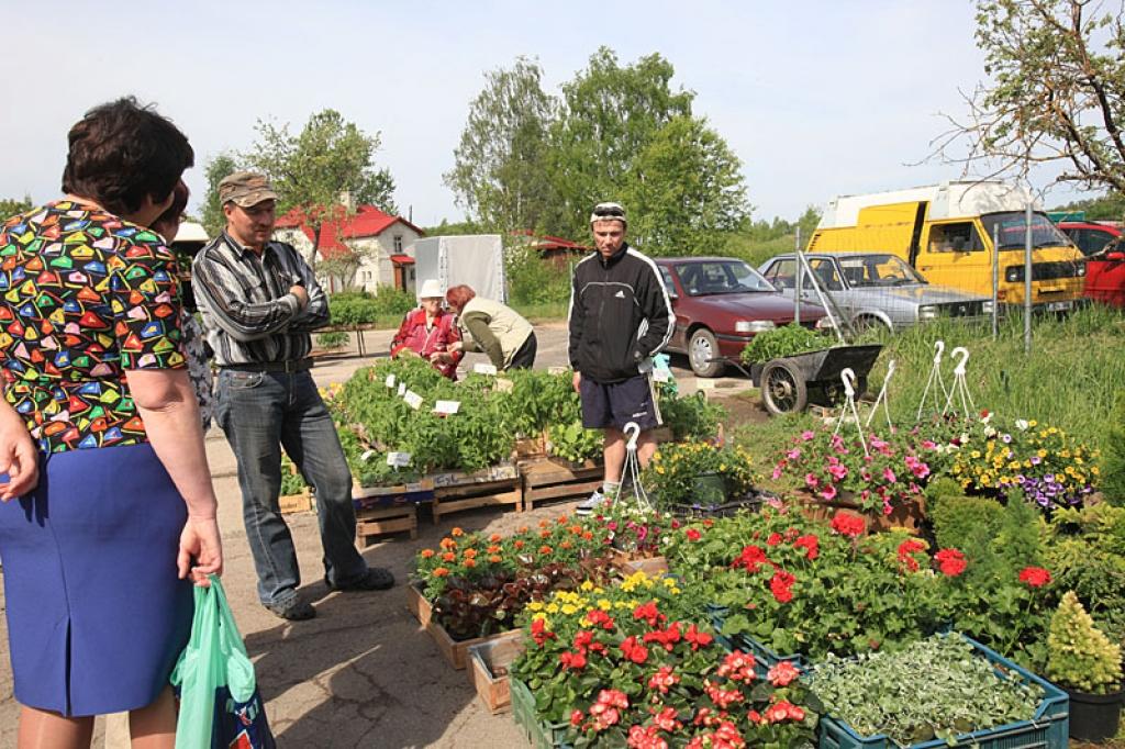 Stādu bizness kļūst skopāks