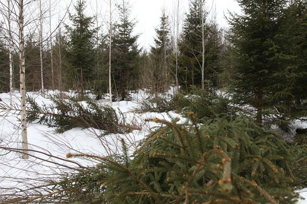Visvairāk cērt skuju kokus