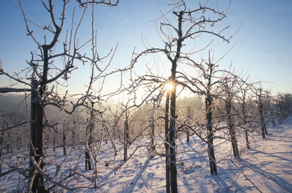 "Dzīvespriekam": Kaļķojam kokus un mīdām sniegu  (janv. nr.)