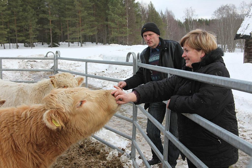 "Pietiņu" saimnieki Lizumā izvēlas audzēt gaļas liellopus