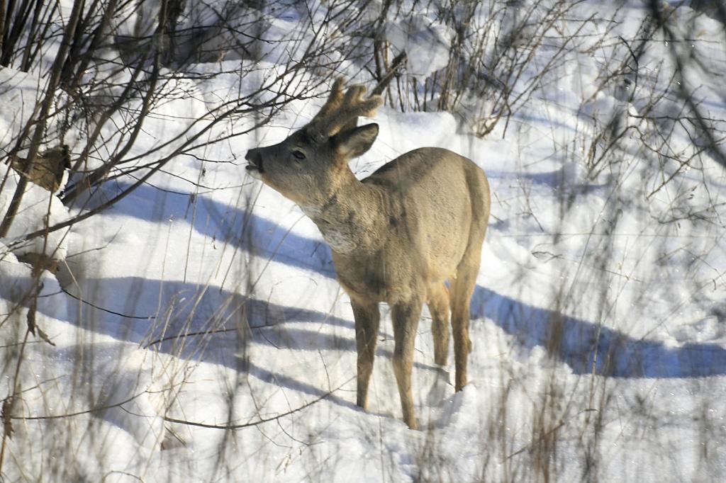 Ieilgušās ziemas dēļ bojā iet meža dzīvnieki