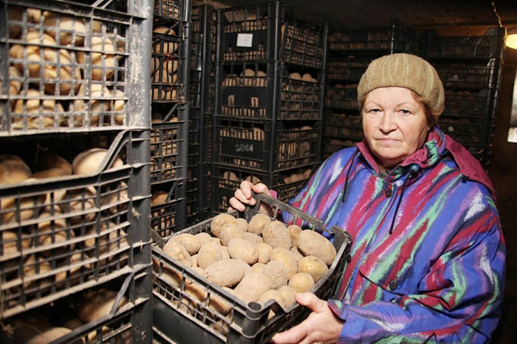 Šogad kartupeļi bojājas vairāk