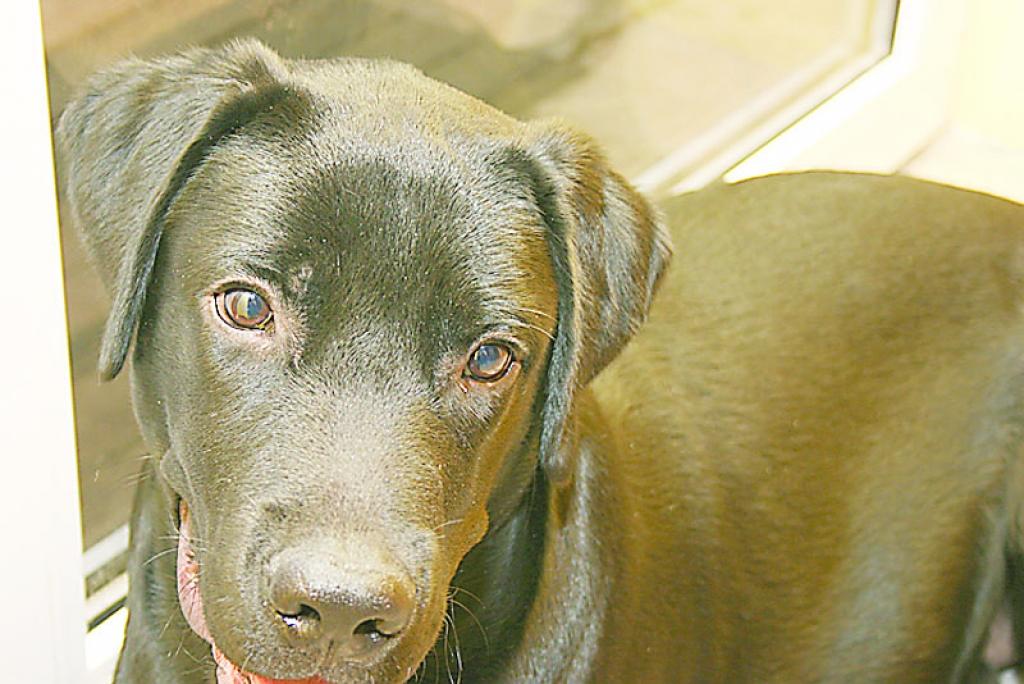 Labradors Džiro kļūst par asins donoru (labots)