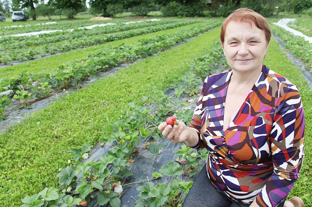 Zemenes audzē 30 gadus