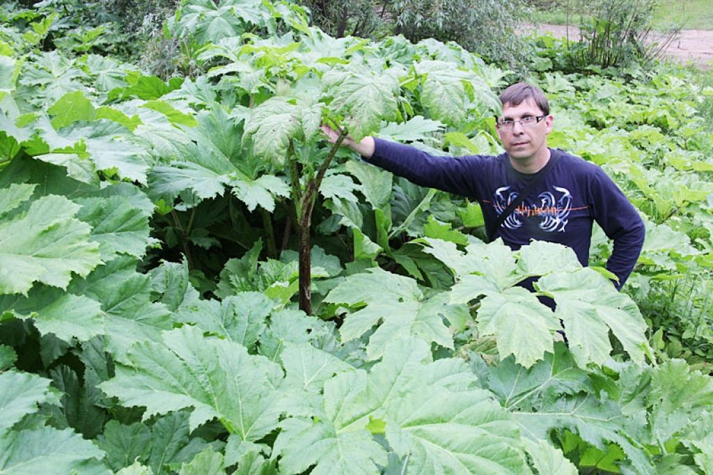 Cīnās ar latvāņiem