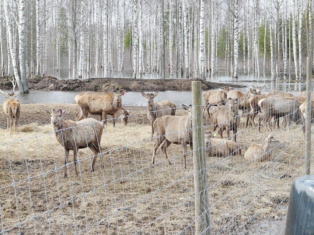 LASĪTĀJA FOTO: Plūdi z/s " Mežsētas" briežu dārzā un tā apkārtne. 5.04.10