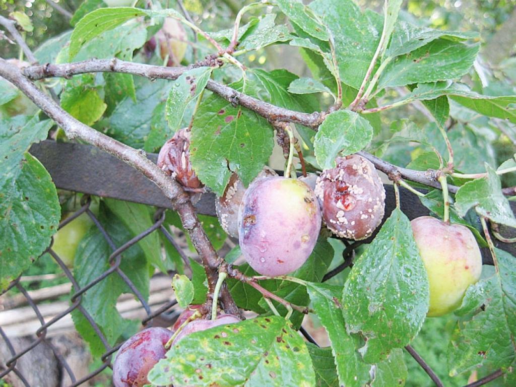 Kļūst par nozīmīgu slimību