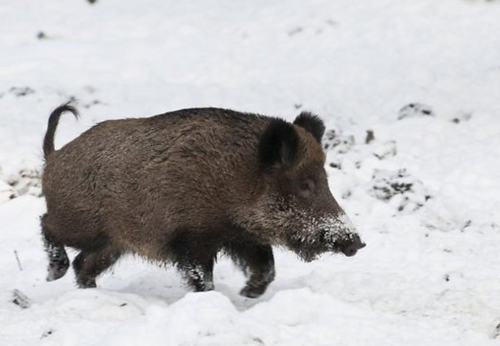 Noteiktas riska zonas arī Gulbenes novadā