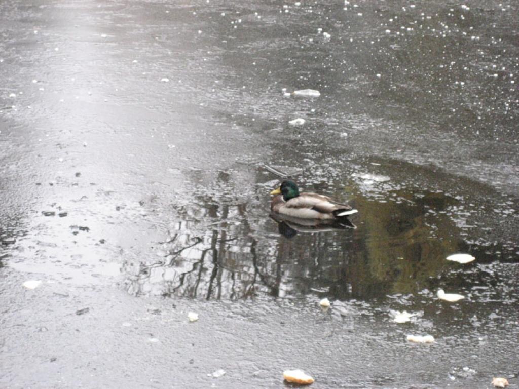 Vai pīlei ir jāpalīdz?