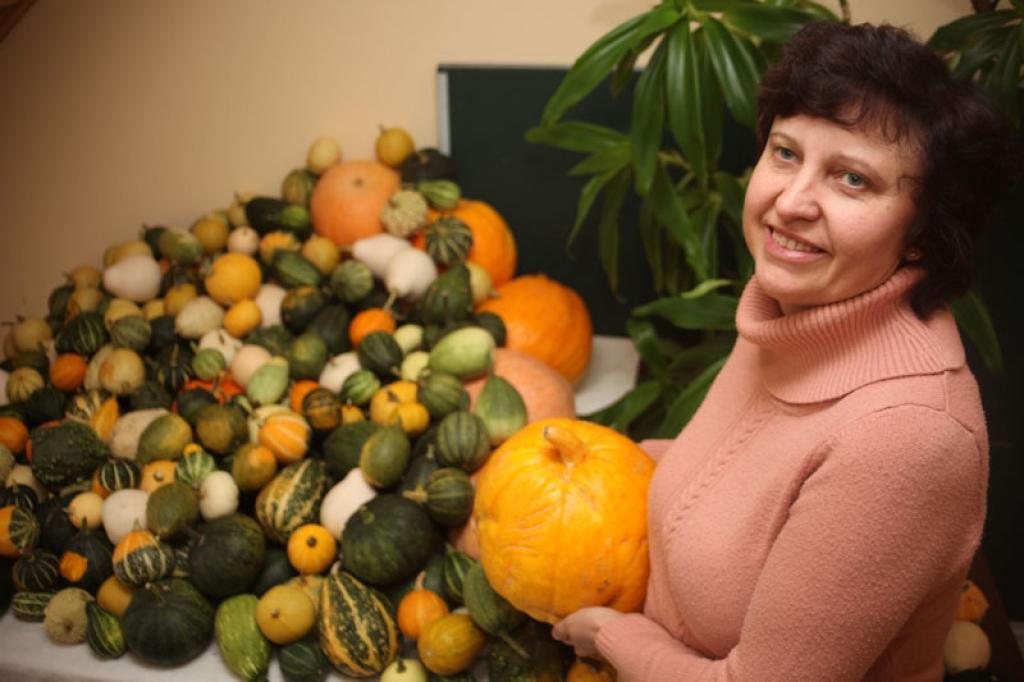 Izaug bagātīga ķirbju raža