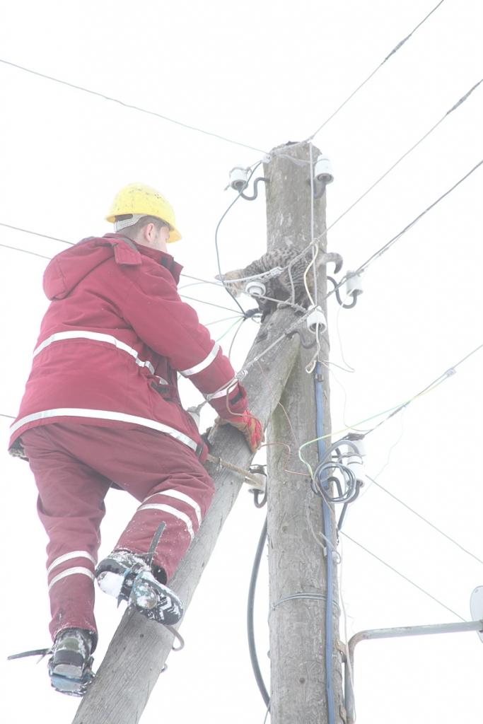 Elektrotīklu darbinieki palīdz kaķim