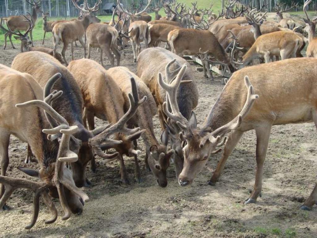 Briežu dārzā “Mežsētas” domā, kā nopelnīt