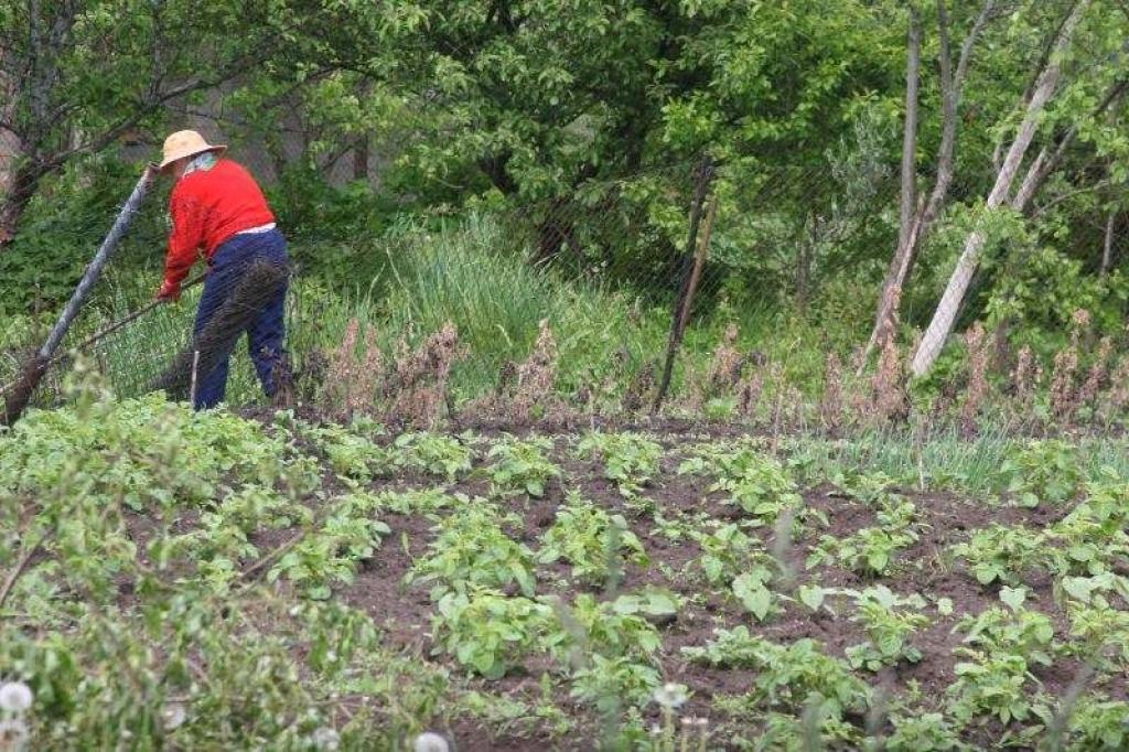 Pašvaldības iesaka apstrādāt zemi