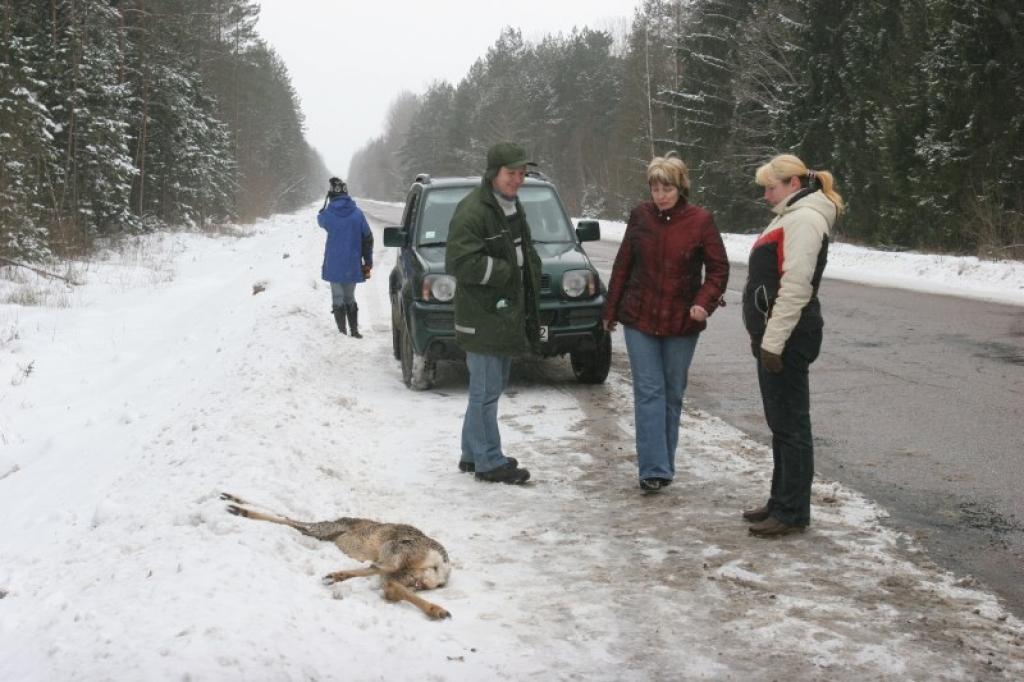 Kā rīkoties, ja notriec meža zvēru? 