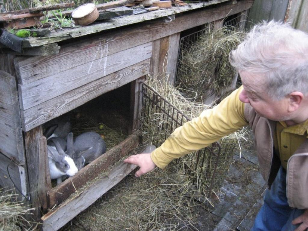 Atrod nokostus un dubļos pamestus 33 trušus