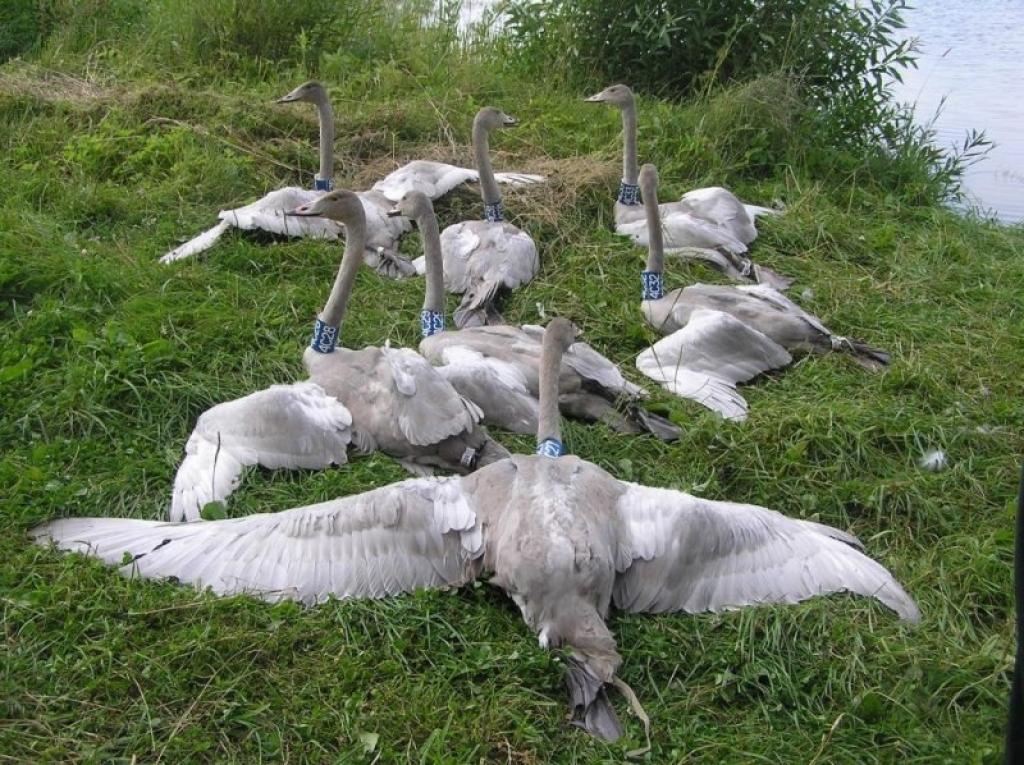 Ziņo par ziemeļu gulbju pētīšanas projekta rezultātiem  