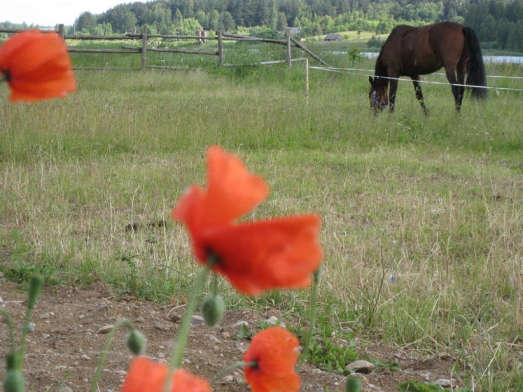 Naktī uz pirmdienu Vidzemē gaidāmas salnas