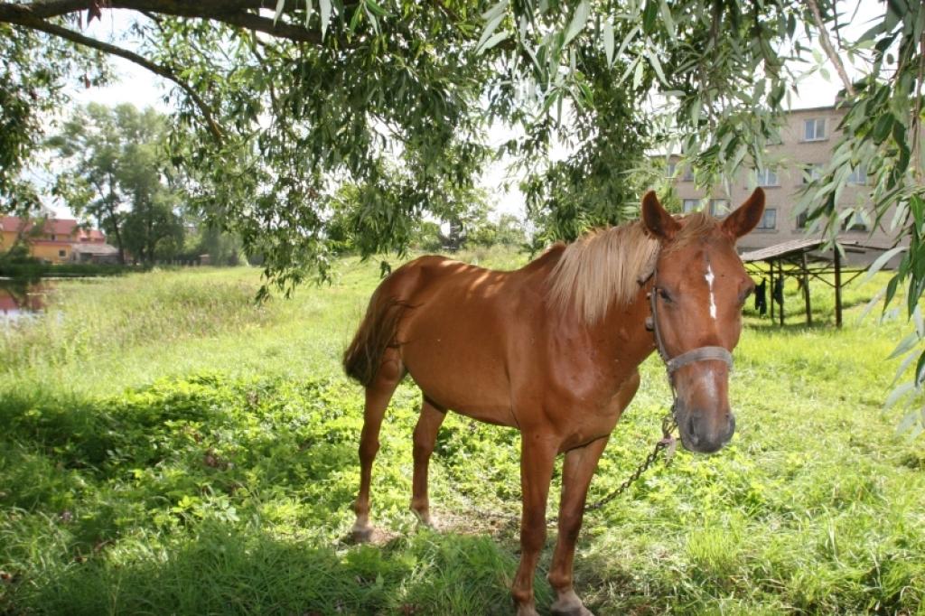 Uz pašvaldības zemes savus lopus saimnieki ganīt nedrīkst