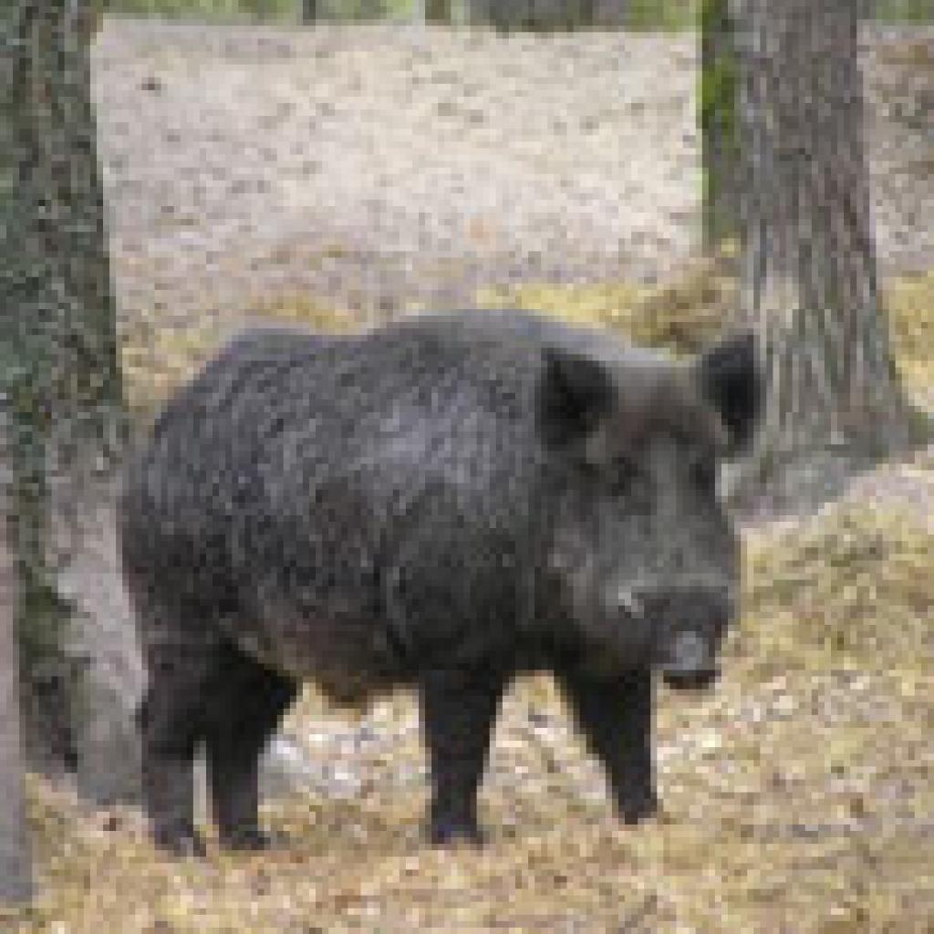 Meža cūkas varēs medīt visu gadu