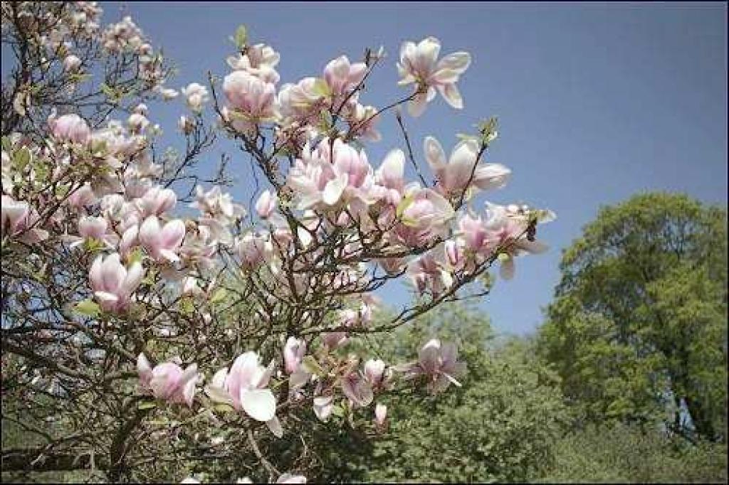 Latvijas Universitātes Botāniskajā dārzā zied magnolijas