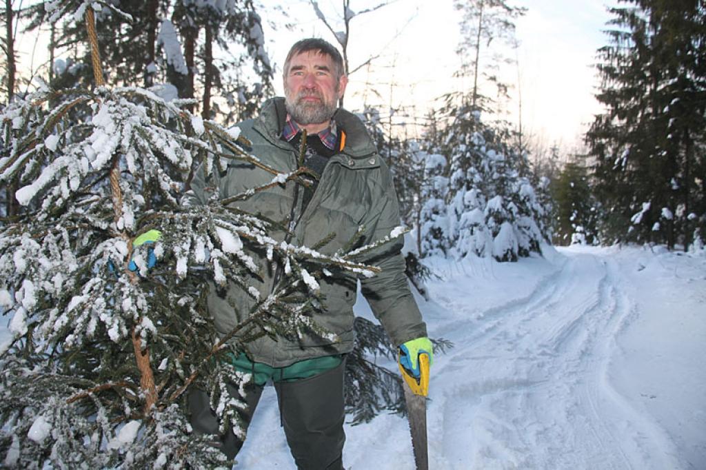 Iedzīvotāji svētkos lielākoties tomēr izvēlas dabisku egli