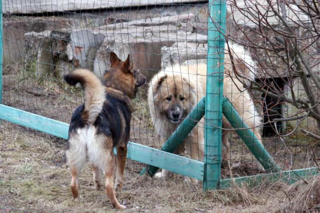 Saimniekiem jāseko līdzi saviem suņiem