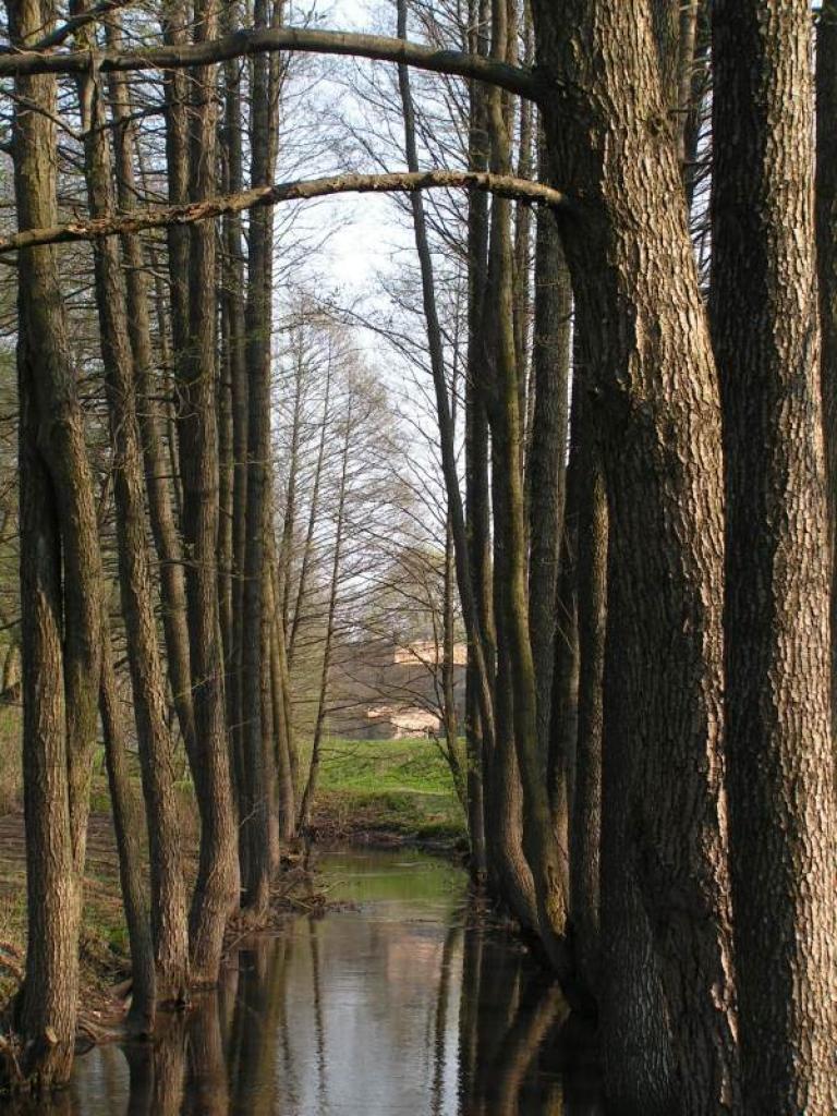 Latvijas Dendrologu biedrība par 2008.gada koku izvēl melnalksni