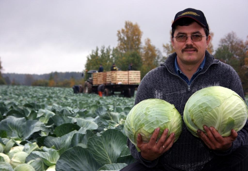 "Dimdiņos" šogad ievērojami labāka kāpostu raža