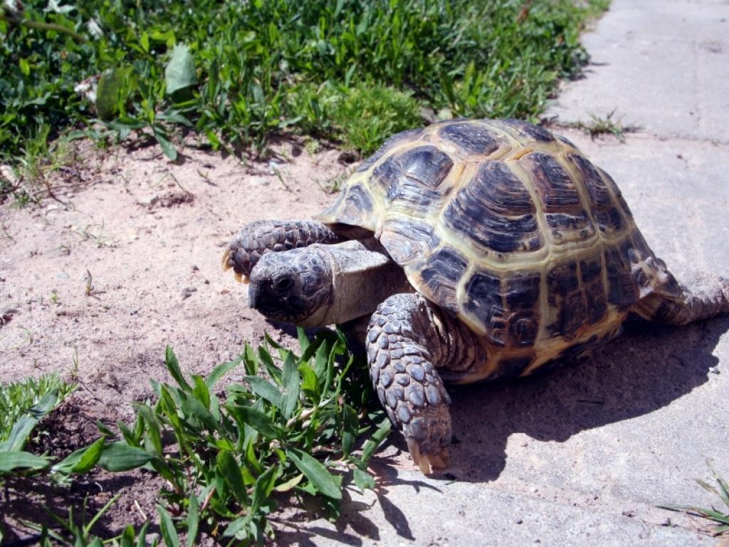 Bruņurupucis Brunis atkal aizbēg no mājām