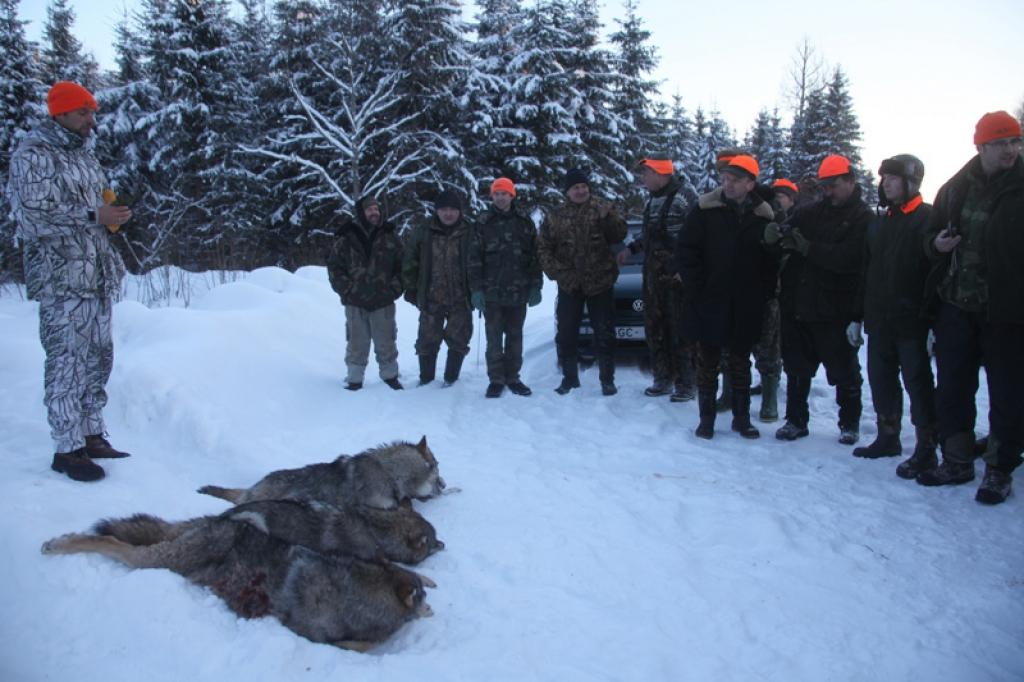 MK "Ievugrava" veiksmīgās vilku medības Stradu pagasta mežos.19.01.13