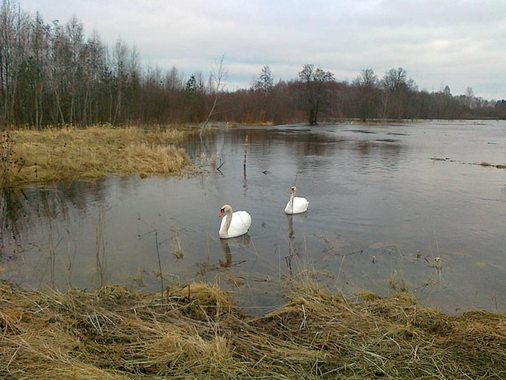 Gulbji jau atgriezušies! 25.03.12