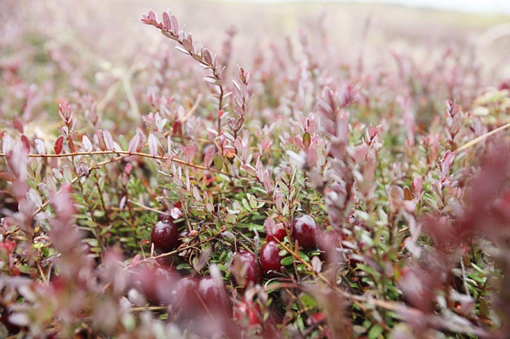 Novadniece dzērveņu audzētāja G.Sauškina tirgū startē ar jaunu zīmolu "Veru Berry".