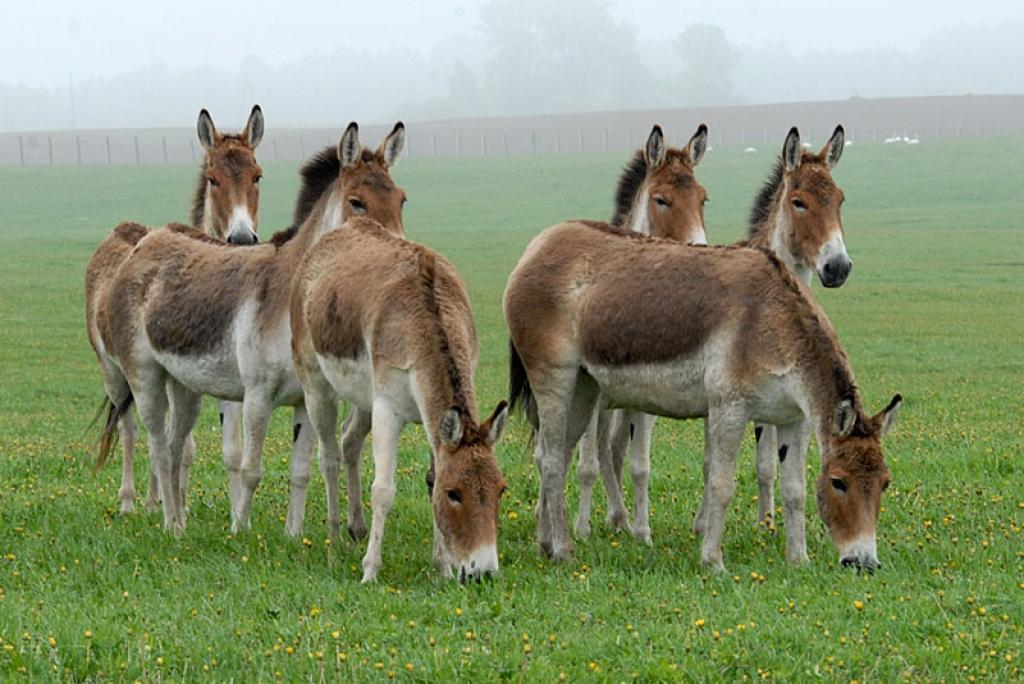 Simtā gada noslēguma pasākums Rīgas Zooloģiskajā dārzā - "Dzīvnieku dienas 2012"