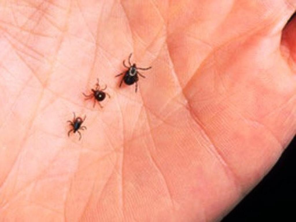 Infekciju nodaļā ārstējas trīs ērču upuri