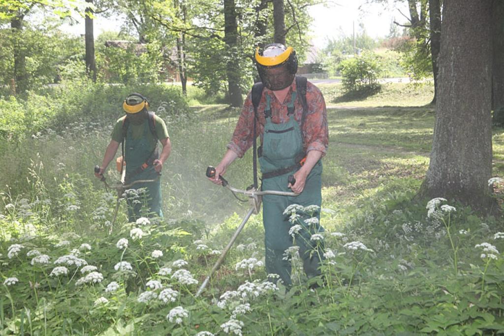 Jānopļauj līdz Pilsētas svētkiem