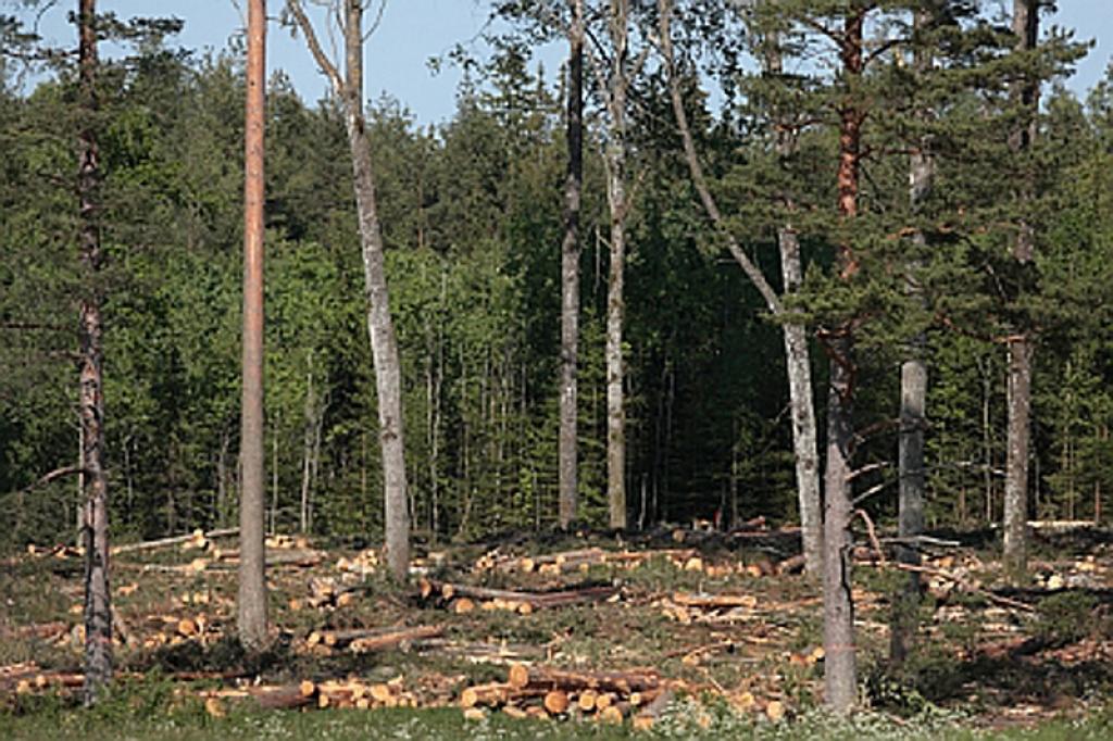 Visvairāk pārkāpumu privātajos mežos