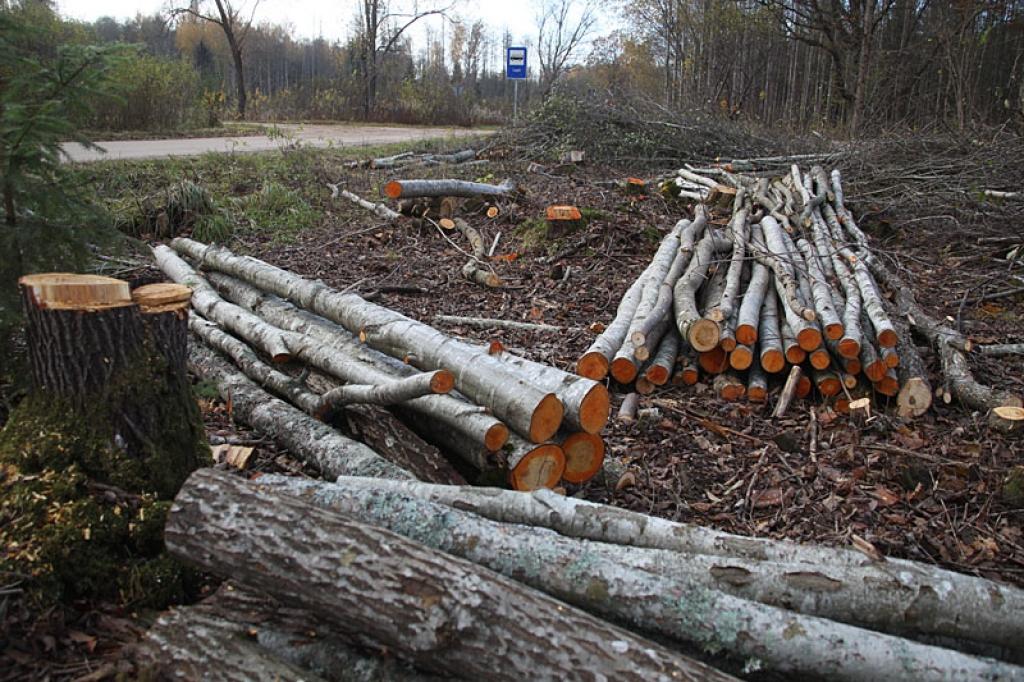 Iedzīvotājus satrauc kailcirtes gar lielo ceļu malām