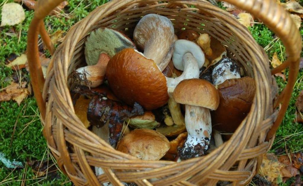 Pirmās baravikas tirgū maksā 20 latus