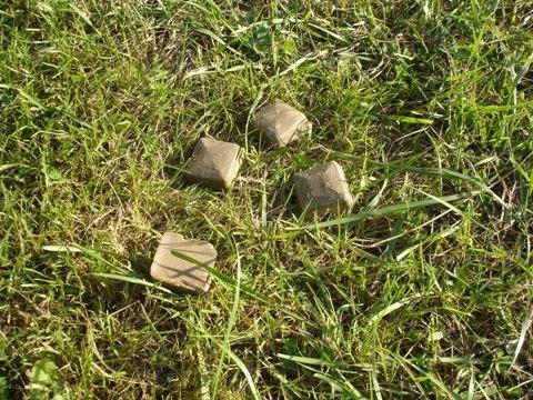 Šodien Vidzemē sākas meža dzīvnieku vakcinācija pret trakumsērgu