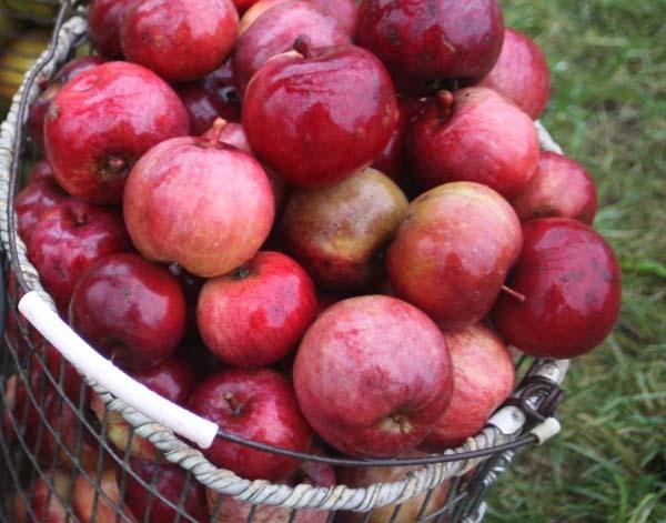 Aicina tikties pie Dzejas dienu ābolu groza „Nesaki – rudens"