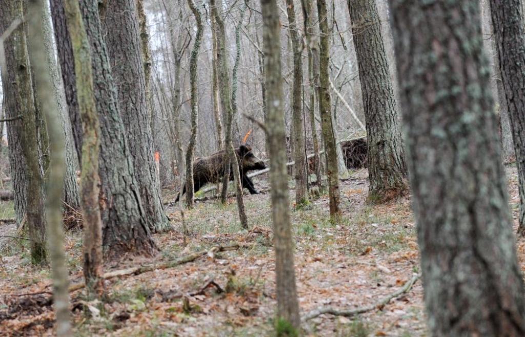 Cūku žogu uz robežas nebūvēs, prasīs 6 miljonus profilaksei