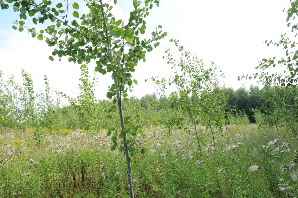 Hibrīdapse – stute pensijai, iespēja rūpniekam