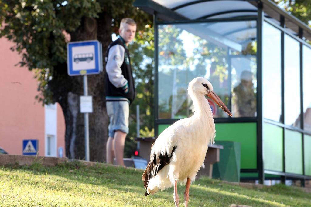 Stārķi vedīs uz Zooloģisko dārzu