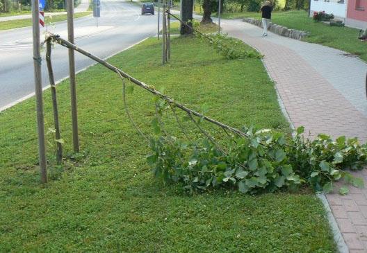 Gulbenē nolauž trīs liepiņas