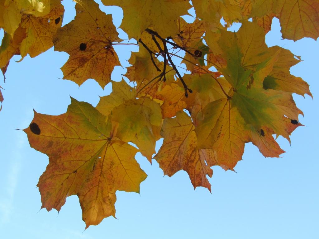 Novembris būs sauss un rudenīgi saulains