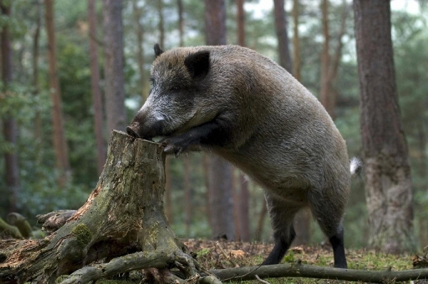 Varēs saņemt 35 eiro par katru nomedīto meža cūku virs noteiktās normas