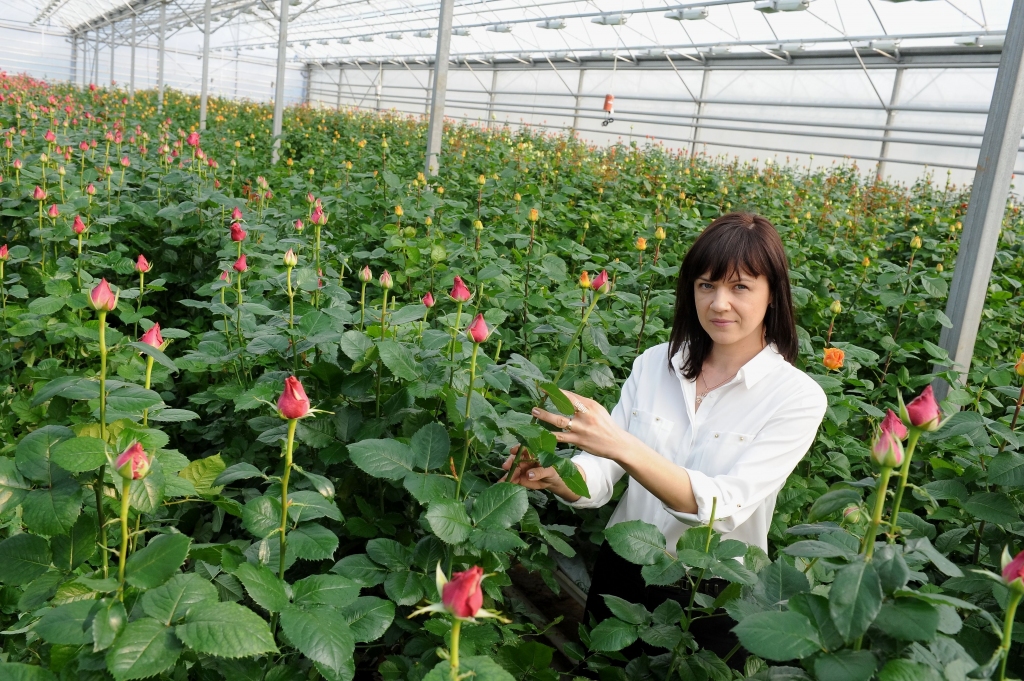Jauno sezonu sācis lielākais rožu audzētājs Baltijā SIA Ar B Agro