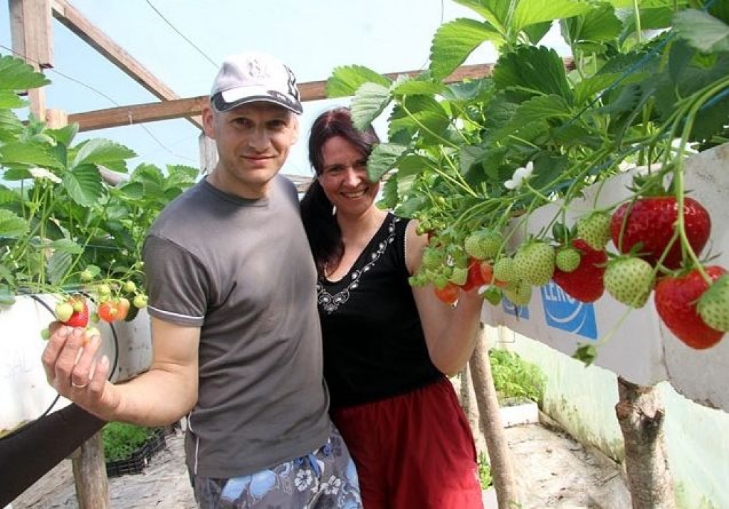 Atgriežas, lai lolotu zemenes dzimtenē; tirgos sastopas ar meļiem