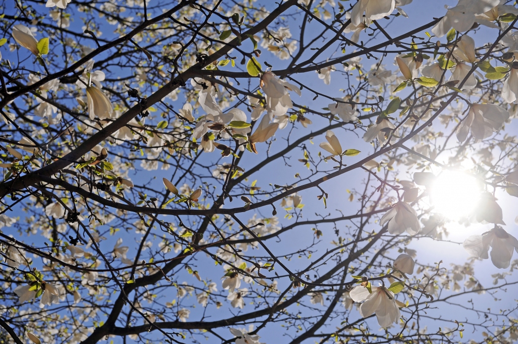 Šodien saule lutinās visu dienu; gaiss iesils līdz pat +22 grādiem